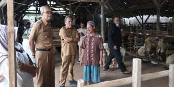 Pj Walikota Monitoring Cek Kesehatan Hewan Kurban