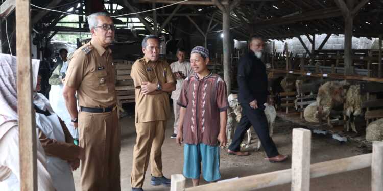 Pj Walikota Monitoring Cek Kesehatan Hewan Kurban