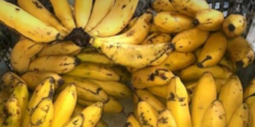Pisang Apuy dan Bawang Putih Nunuk Resmi Jadi Varietas Lokal Majalengka