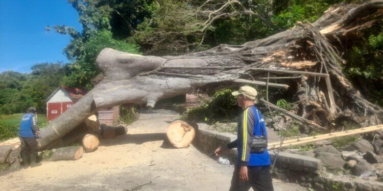 Diterpa Angin Kencang, Pohon Depan Pintu Masuk Kramat Cimandung Tumbang