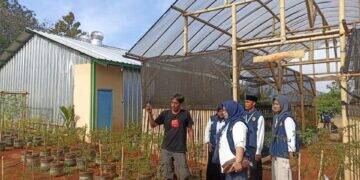 KKN Mahasiswa UNU di Belawa Sulap Buah Mangga Jadi Cemilan