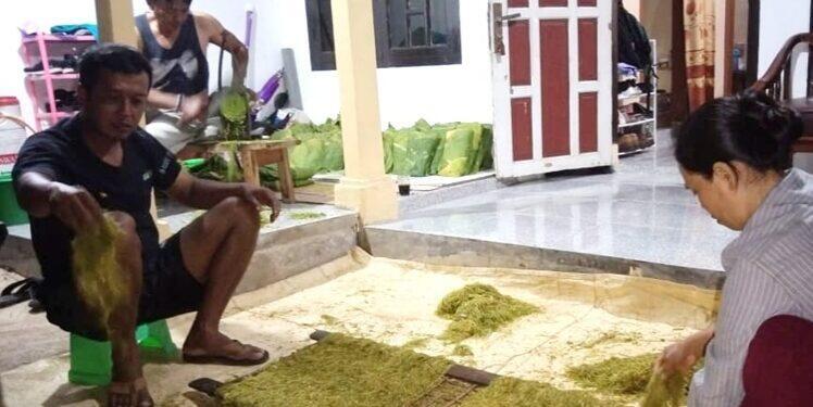 Harga Penjualan Naik, Petani Tembakau di Majalengka Sumringah
