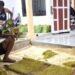 Harga Penjualan Naik, Petani Tembakau di Majalengka Sumringah