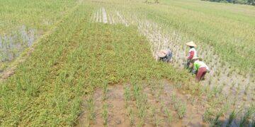 Terancam Gagal Panen, Puluhan Hektar Padi di Kecamatan Ligung Rusak Parah Diserang Hama Tikus