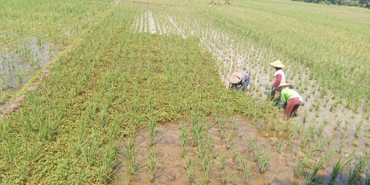 Terancam Gagal Panen, Puluhan Hektar Padi di Kecamatan Ligung Rusak Parah Diserang Hama Tikus