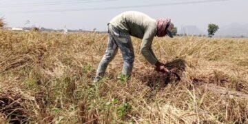 Petani Desa Wiyong Pilih Panen Lebih Awal