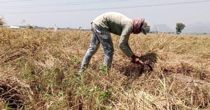 Petani Desa Wiyong Pilih Panen Lebih Awal