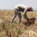 Petani Desa Wiyong Pilih Panen Lebih Awal