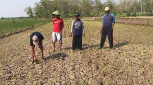 1.098 Hektare Lahan Pertanian di Majalengka Kekeringan