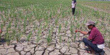 488 Hektar Sawah di Kabupaten Cirebon Terdampak Kekeringan