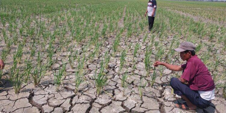 488 Hektar Sawah di Kabupaten Cirebon Terdampak Kekeringan