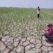 488 Hektar Sawah di Kabupaten Cirebon Terdampak Kekeringan