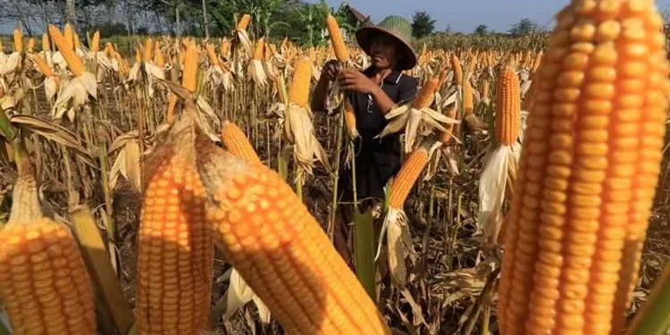 Petani Jagung di Majalengka Kesulitan Peroleh Pupuk Subsidi