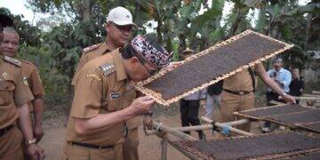 Tinjau Kebun Tembakau Khas Kuningan, Iip Optimis Generasi Muda Mau Menanam