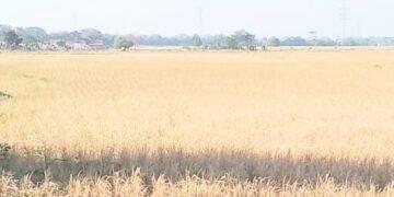 Ratusan Hektare Sawah di Kecamatan Mundu Alami Puso