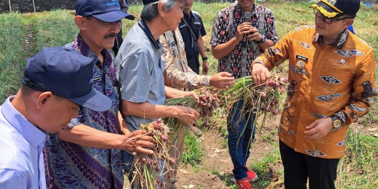 Pemkab Cirebon Uji Coba Tanam Bawang Merah dengan Biji