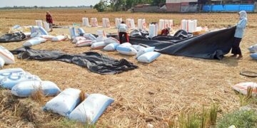 Produksi Padi di Majalengka Belum Mencapai Target Tahunan 162 Ribu Ton