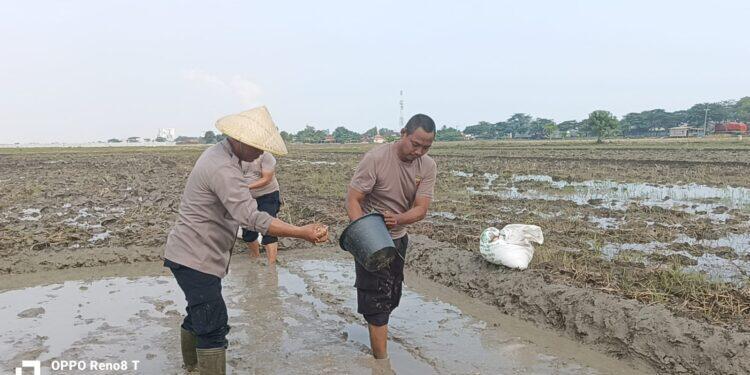 Ikut Jaga Ketahanan Pangan, Polsek Gebang Tebar Benih Padi