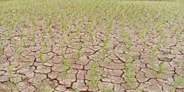 Masuki Musim Rendeng, Petani di Wilayah Majalengka Utara Kekurangan Air