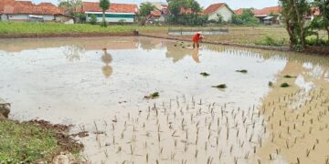 Petani di Majalengka Keluhkan Kelangkaan Pupuk Bersubsidi