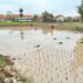 Petani di Majalengka Keluhkan Kelangkaan Pupuk Bersubsidi