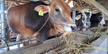 10 Sapi di Kabupaten Cirebon Terpapar PMK