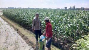 Petani di Indramayu Barat Resah Jagungnya Diserang Hama Ulat