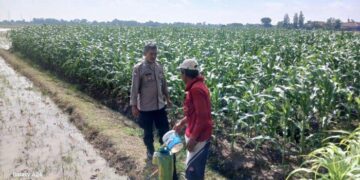 Petani di Indramayu Barat Resah Jagungnya Diserang Hama Ulat