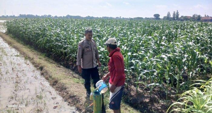 Petani di Indramayu Barat Resah Jagungnya Diserang Hama Ulat