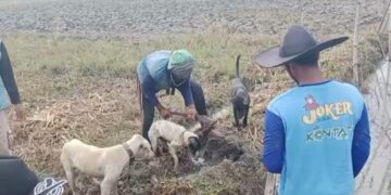 Sering Gagal Panen, Kelompok Tani di Susukan Gelar Gropyokan Tikus