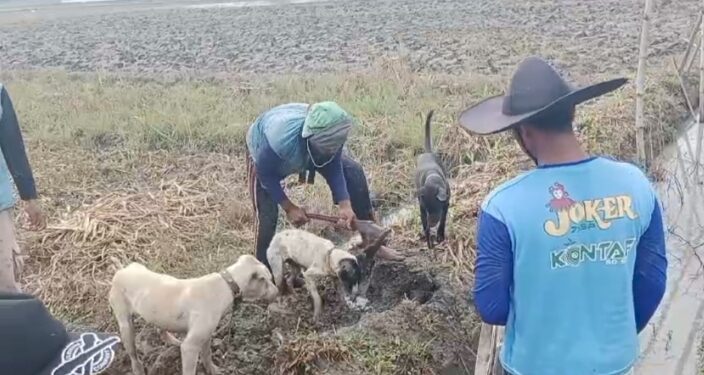Sering Gagal Panen, Kelompok Tani di Susukan Gelar Gropyokan Tikus