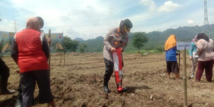 Polresta Cirebon Kembali Ubah Lahan Tidak Produktif Kecamatan Palimanan untuk Ditanami Jagung
