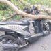 Pohon Tumbang di Jalan Raya Halimpu, Timpa Tiga Pengendara Sepeda Motor