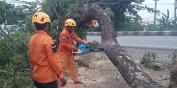 Angin Kencang Tumbangkan Dua Pohon Besar di Desa Pengarengan