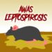 Musim Hujan, Penyakit Leptospirosis Perlu Diwaspadai
