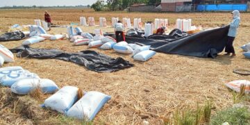 Beli Gabah Petani Rp6.500/Kg, Tim Sergap Datangi Empat Kecamatan di Majalengka