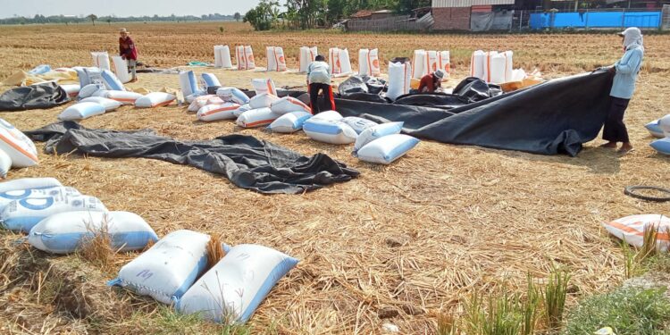 Beli Gabah Petani Rp6.500/Kg, Tim Sergap Datangi Empat Kecamatan di Majalengka