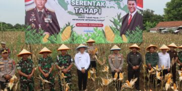 Panen Raya Jagung Perdana di Majalengka, Wujud Dukungan TNI - Polri dalam Program Ketahanan Pangan Nasional