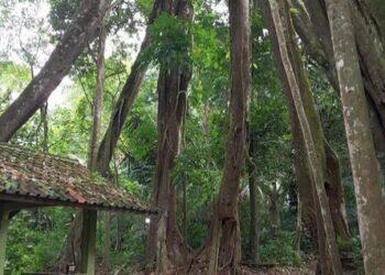 Pohon Berkaki Delapan Jadi Daya Tarik Objek Wisata Situ  Sangiang