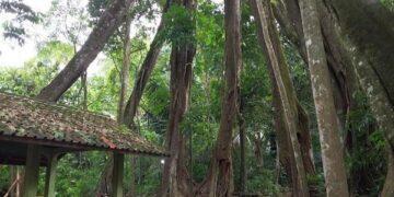 Pohon Berkaki Delapan Jadi Daya Tarik Objek Wisata Situ  Sangiang