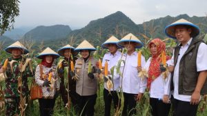 Polresta Cirebon dan Pemkab Cirebon Panen Raya Jagung di Desa Kedongdong Kidul