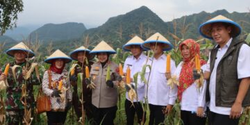 Polresta Cirebon dan Pemkab Cirebon Panen Raya Jagung di Desa Kedongdong Kidul