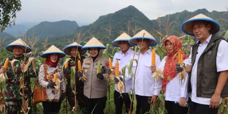 Polresta Cirebon dan Pemkab Cirebon Panen Raya Jagung di Desa Kedongdong Kidul
