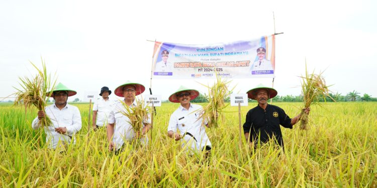 Wabup Indramayu Panen Perdana di Lahan Tadah Hujan Desa Sukaslamet