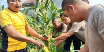 Polsek Arjawinangun Gelar Panen Raya Jagung, Hasilnya Dibagikan ke Warga