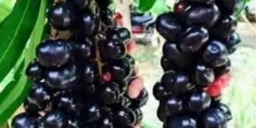 Rebusan Kulit Batang Jamblang Dapat Menurunkan Diabetes