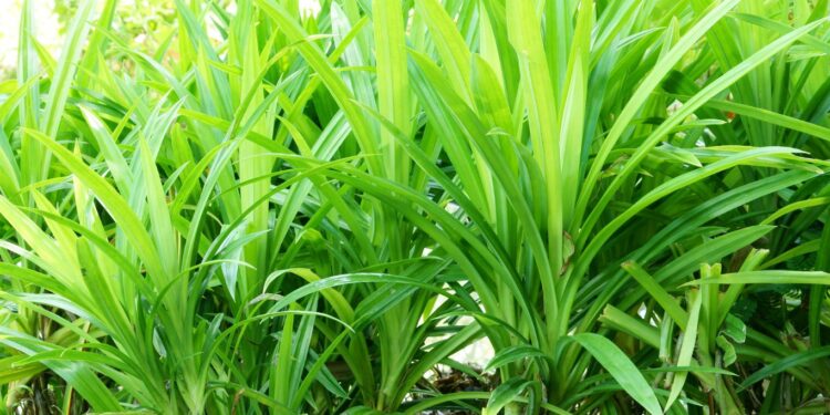 Air Rebusan Daun Pandan Mampu Atasi Sejumlah Penyakit dalam Tubuh