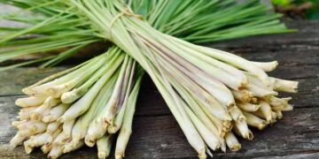 Manfaat Daun Sereh untuk Kesehatan