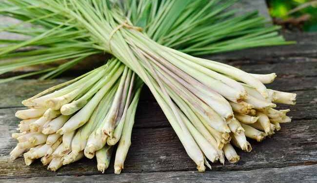 Manfaat Daun Sereh untuk Kesehatan