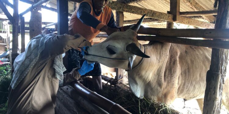 Hewan Kurban di Maleber Dinyatakan Sehat, Tim Puskeswan Pantau Berkala